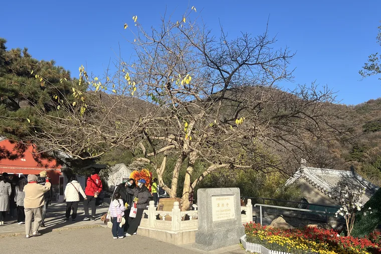 潭柘寺的柘树与山林院落