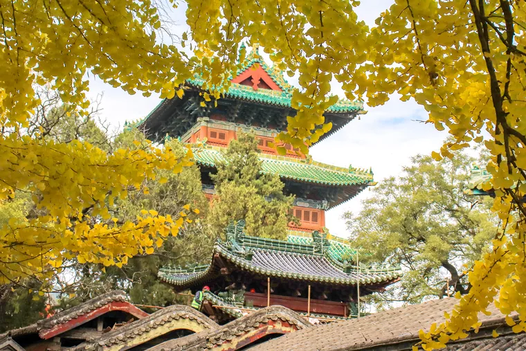 少林寺钟楼与银杏(2024年摄)
