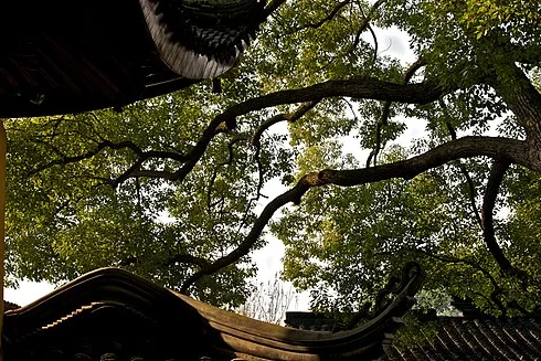 西园戒幢律寺院内屋檐与古树实景